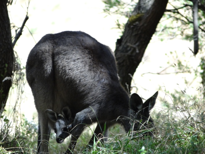 Mum with joey in pouch